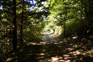 Visiona ForestC[W